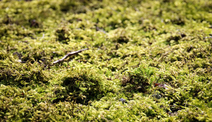 Moos bedeckt Boden, Natur, Pflanzen