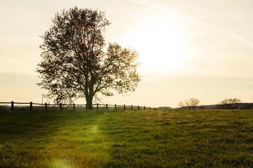 Fototapeta na wymiar Landscape with one tree on the field