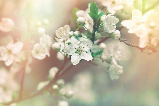 Flowering fruit tree - branch of fruit tree lit by sunlight © PhotoIris2021