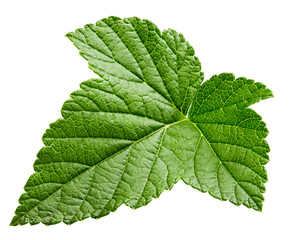 Fototapeta na wymiar Currant leaf isolated
