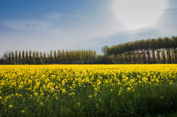Field of rapeseed in the Italian countryside. Rape flowers landscape.
