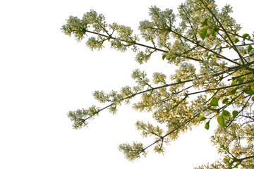 Green tree branch with flowers isolated on white background. Beautiful greenery nature close - bird cherry branch in bloom.