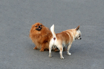 Decorative small dogs do set up a connection while walking. Ascertain respect doggy found funny....