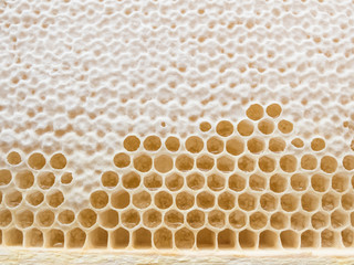 Bee honeycomb. Honey in honeycombs on the frame