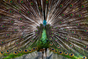 Obraz premium Peacock