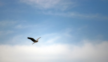 heron flying on blue sky
