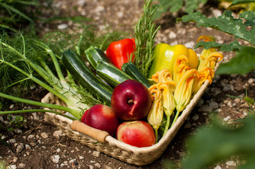Freshly picked vegetables: peaches, zucchini, zucchini flowers, fennel, peppers, rosemary ...