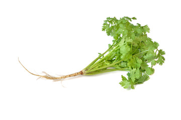 Coriander on white background - isolated