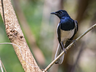 Obraz premium Image of bird on the branch on natural background. Oriental Magpie Robin (Copsychus saularis)