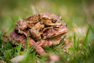 European common toad mating