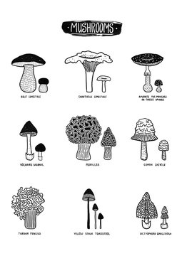 A guide to mushrooms