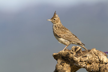 Thekla lark. Galerida theklae