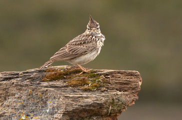 Thekla lark. Galerida theklae