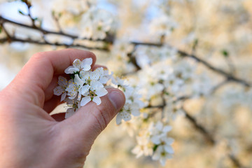 Frühlingszauber der Kirschblüten