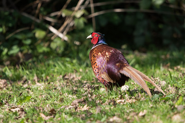 Common Pheasant, Pheasant, Birds