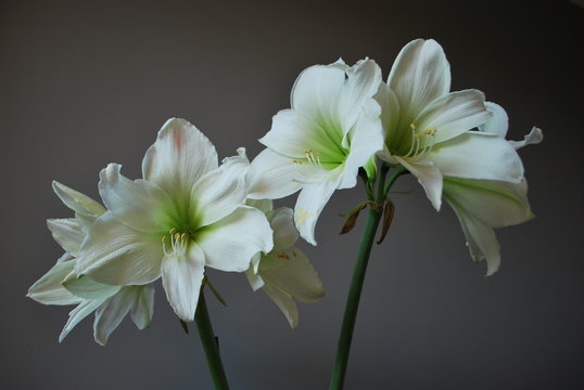Home decorations - white flowers