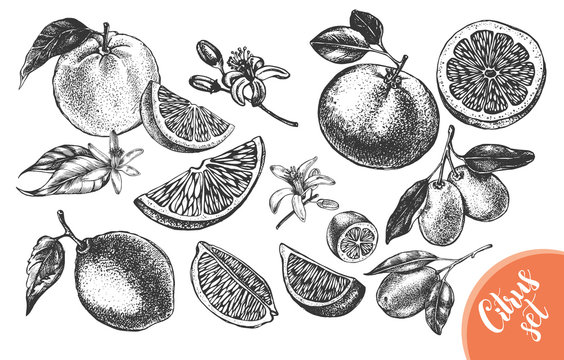 Ink hand drawn set of different kinds of citrus fruits. Food elements collection for design, Vector illustration.