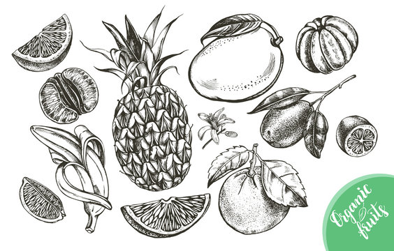 Ink hand drawn set of different kinds of citrus and tropical fruits. Food elements collection for design, Vector illustration.