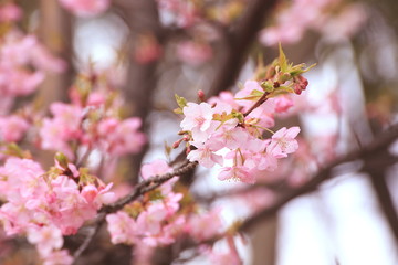 咲き始めの河津桜