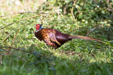 Common Pheasant, Pheasant, Birds