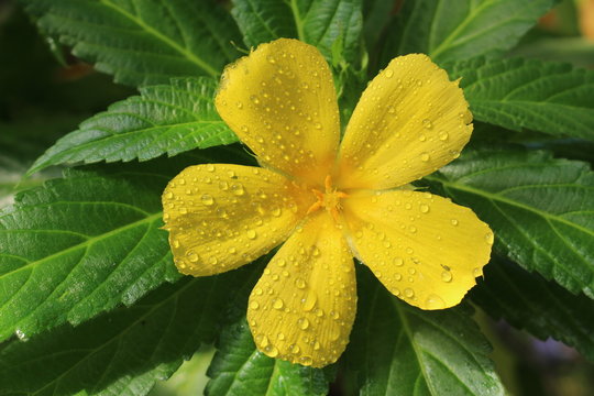 "Yellow Alder" flower with raindrops (or Ramgoat Dashalong, Sage Rose, Yellow Buttercups) in St. Gallen, Switzerland. Its Latin name is Turnera Ulmifolia, native to tropical America.