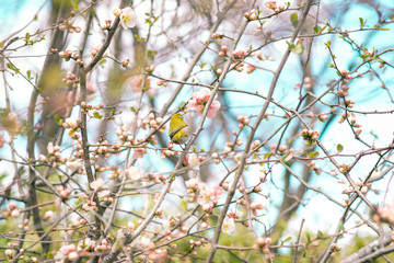 Japanese White-eye (Zosterops japonicus) on Cherry Blossom and sakura