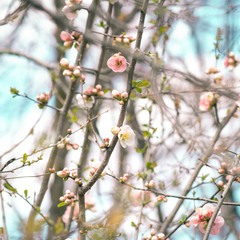 Japanese White-eye (Zosterops japonicus) on Cherry Blossom and sakura