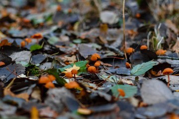 Kleine Pilze im Wald