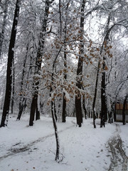 autumn trees in the first snow
