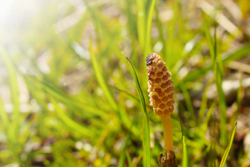 春の訪れ　つくし