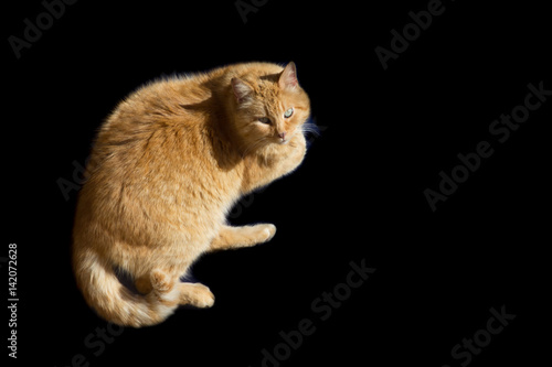 Gatto Rosso Su Sondo Nero Stock Photo And Royalty Free Images On