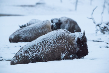 Snowy american bison