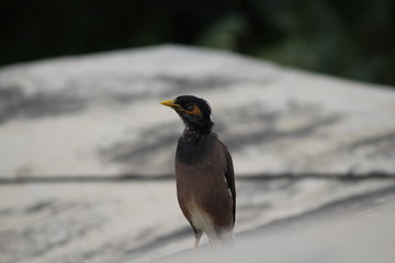 Common myna