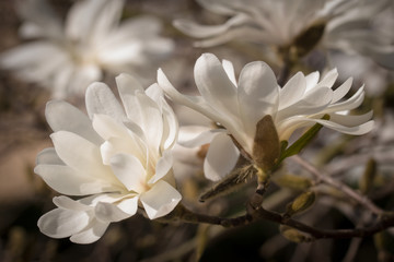 Fototapeta na wymiar Two white magnolia blossoms in full splendor on slightly blurred background. 