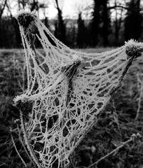 toile d'araignée gelée