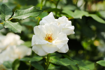 Obraz na płótnie Canvas White wild rose flower