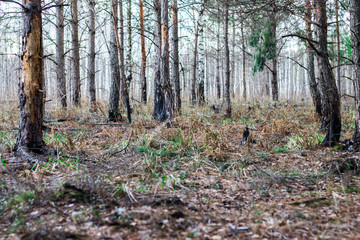 Лес после пожара