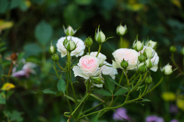 Fototapeta premium Wild pink rose flowers