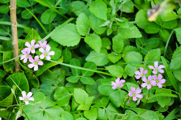 Wild Geranium flower