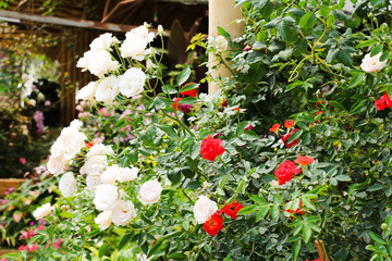 Rose flowers in the garden