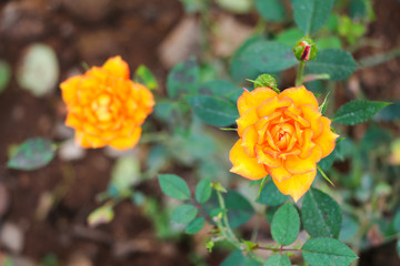 Orange rose flowers