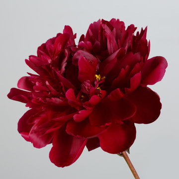 Fototapeta A peony flower of a dark burgundy color isolated on a gray background.