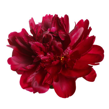 Peony flower of dark burgundy color isolated on white background.
