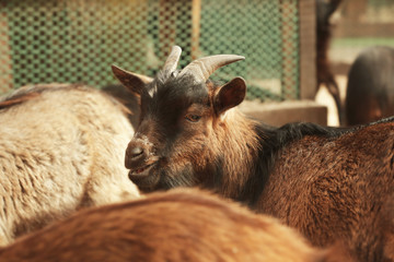 Fototapeta premium Cute funny goats in zoological garden