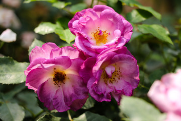 Wild purple rose flowers
