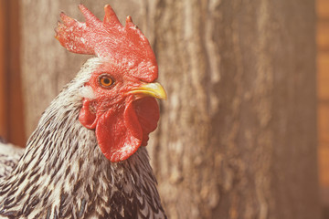 Domestic cock in zoological garden