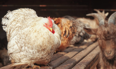 Domestic cock in zoological garden