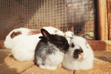 Obraz premium Cute funny rabbits in zoological garden