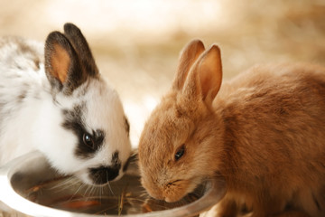 Cute funny rabbits in zoological garden