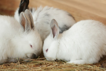 Cute funny rabbits in zoological garden